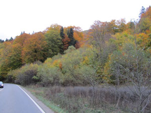 2012 november 22-herfstkleuren-in-de-Roemeense-Carpaten---IMG_6827.jpg